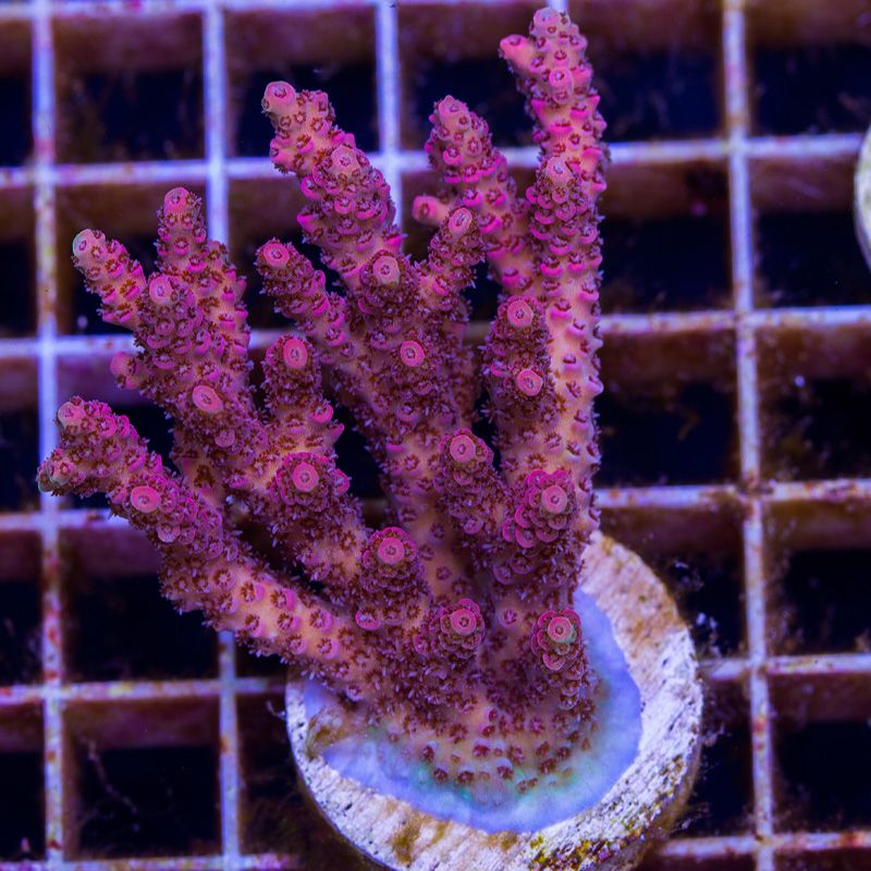 newcoral1578b - 100 New WYSIWYG Acros at Cherry Corals!